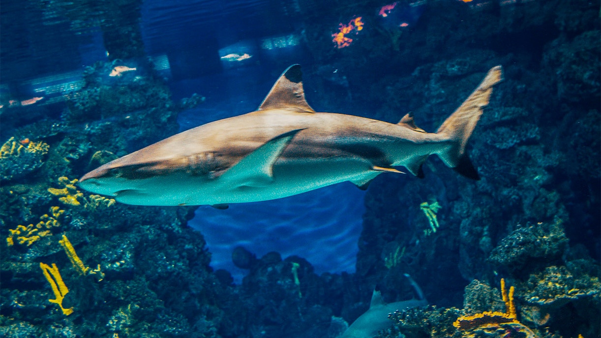 Visitors exploring marine life exhibits at Barcelona Aquarium.