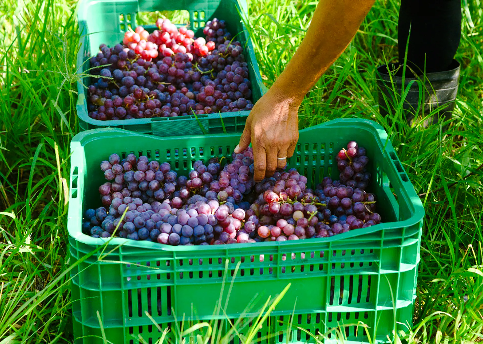 Hand picking grapes in a vineyard, Rio de Janeiro winery tour.