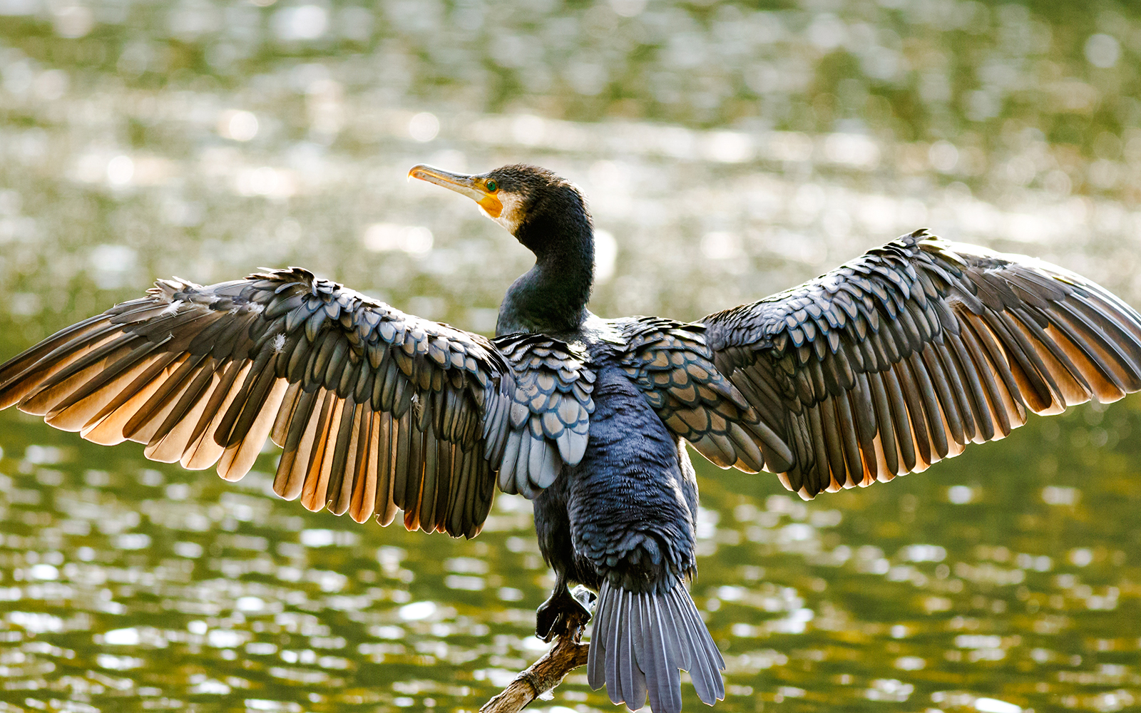 Double-crested cormorant spreading wings over water in Everglades.