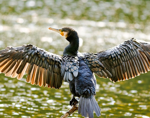 Double-crested cormorant spreading wings over water in Everglades.