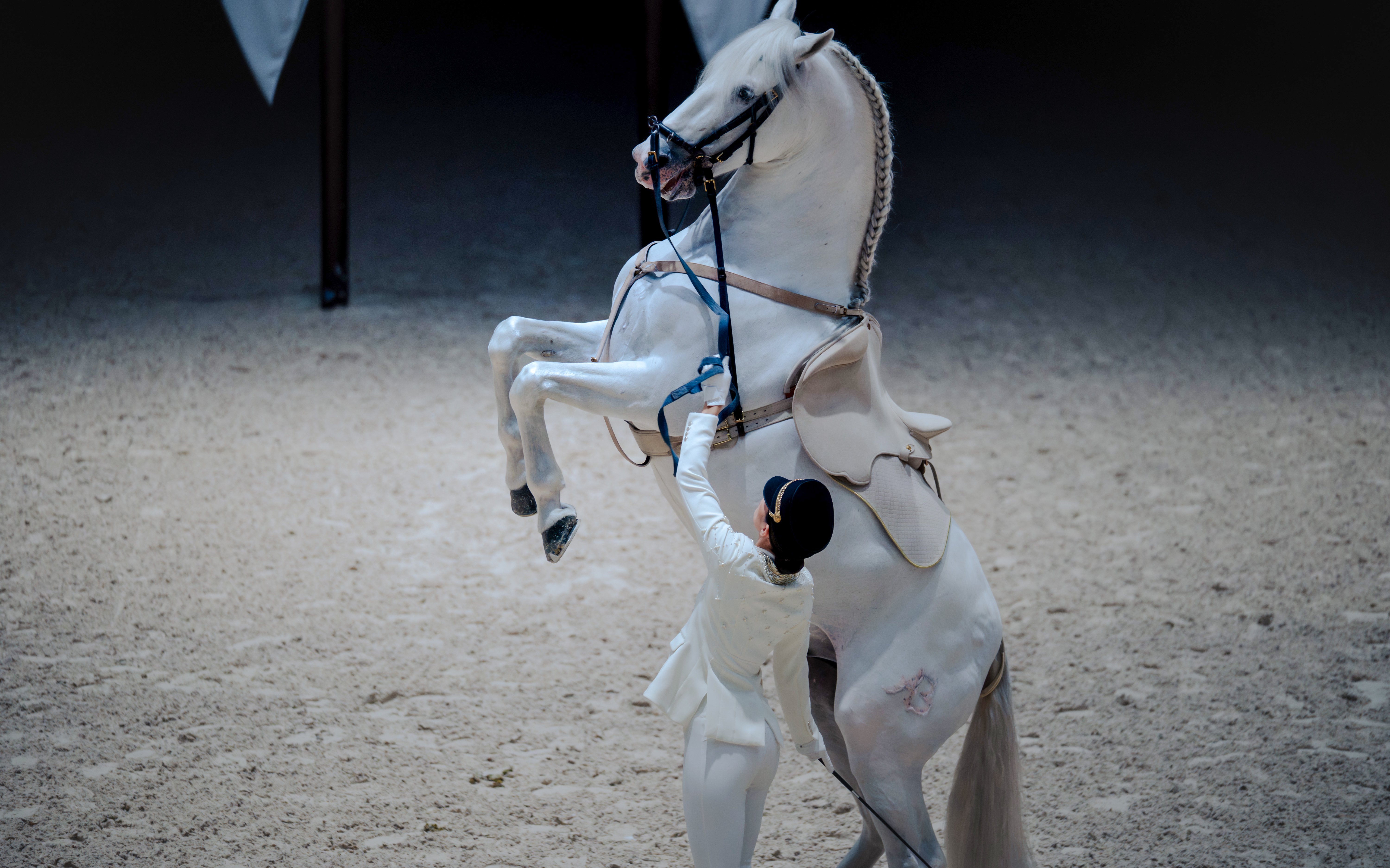 Equestrian performing with rearing horse at Abu Dhabi Royal Equestrian Arts show.