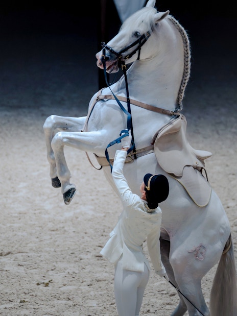 Equestrian performing with rearing horse at Abu Dhabi Royal Equestrian Arts show.