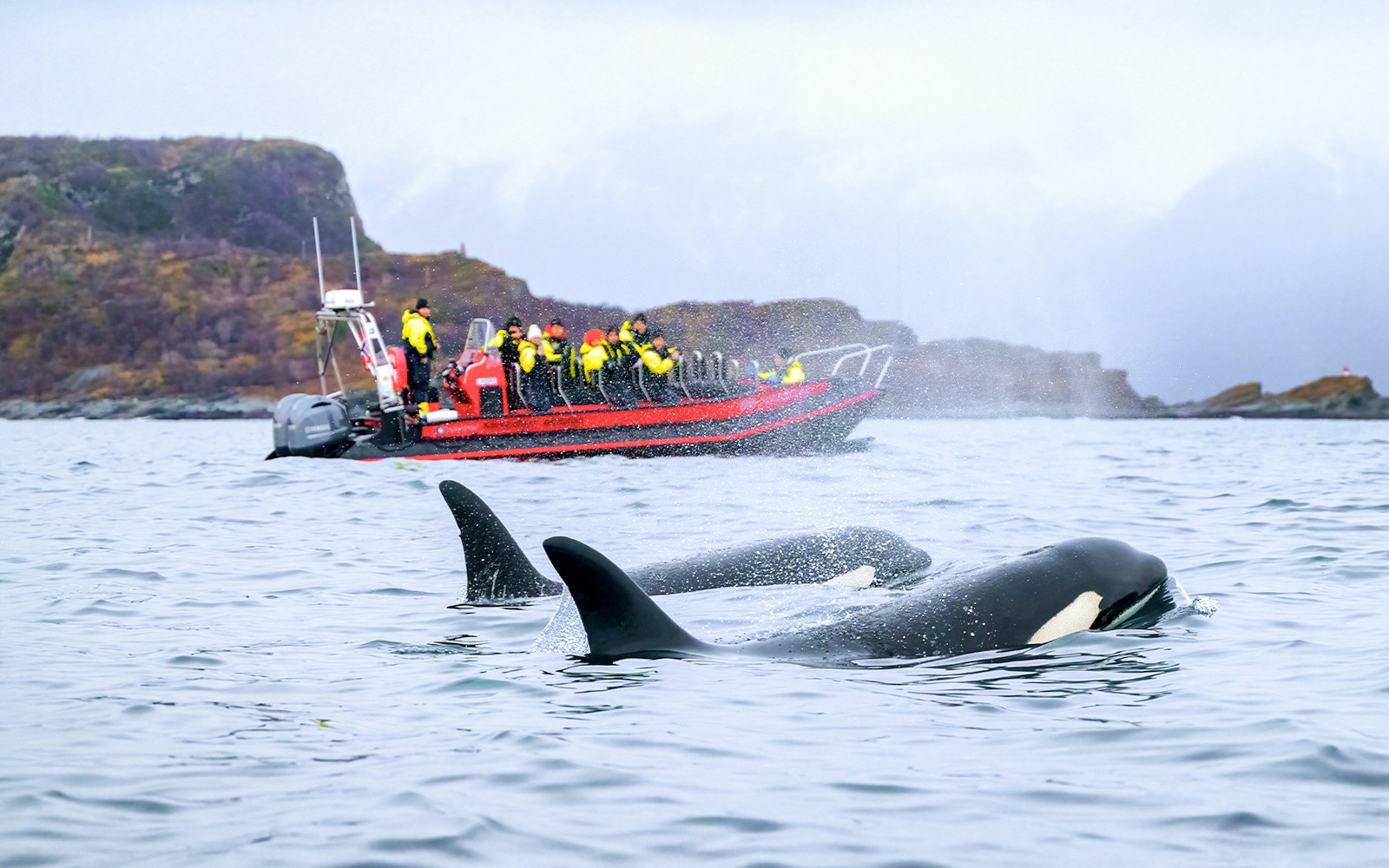 Whales near a RIB boat with tourists on a whale safari in Tromso.