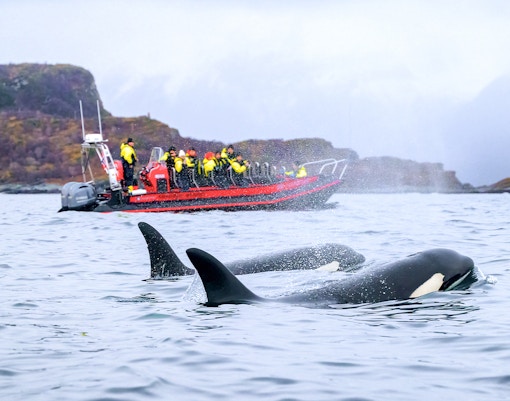 Whales near a RIB boat with tourists on a whale safari in Tromso.