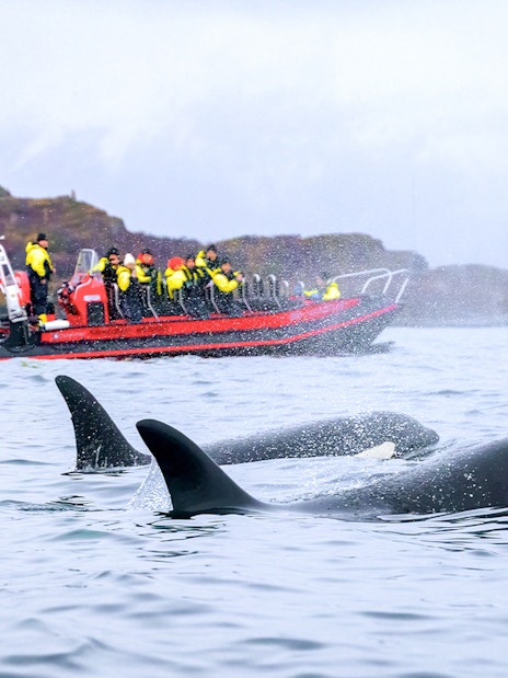 Whales near a RIB boat with tourists on a whale safari in Tromso.