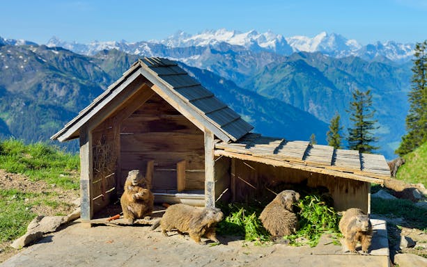 Marmots near a wooden shelter with Mount Stanserhorn in the background.