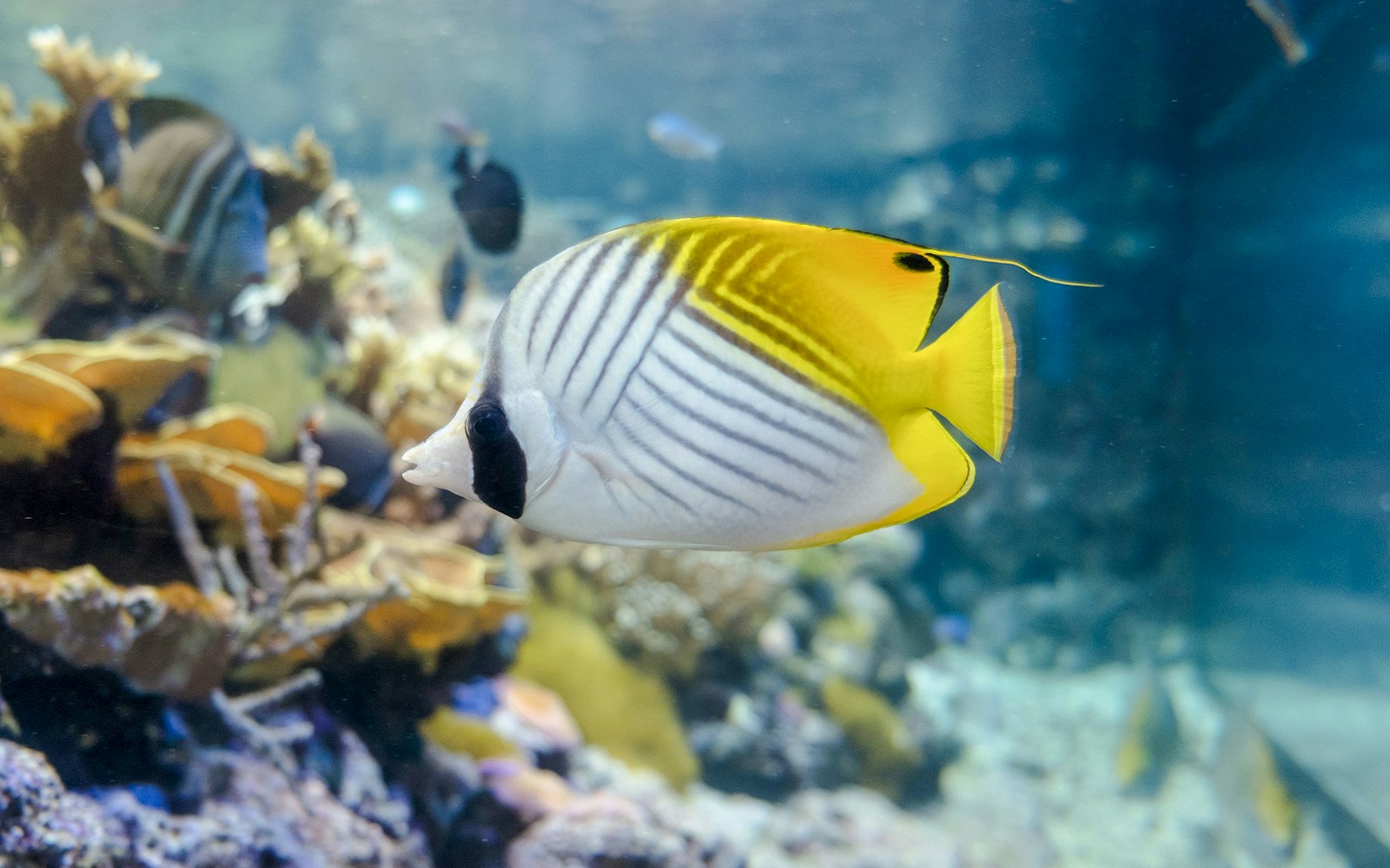Butterflyfish swimming in Nausicaá Aquarium exhibit.