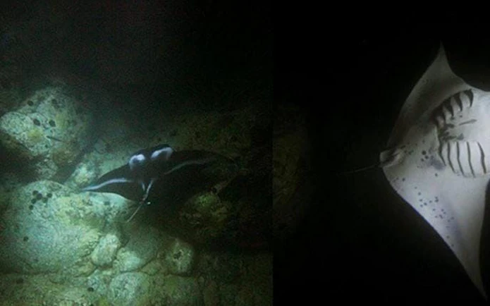 Manta rays swimming at night during a snorkel tour in Keauhou, Kona.