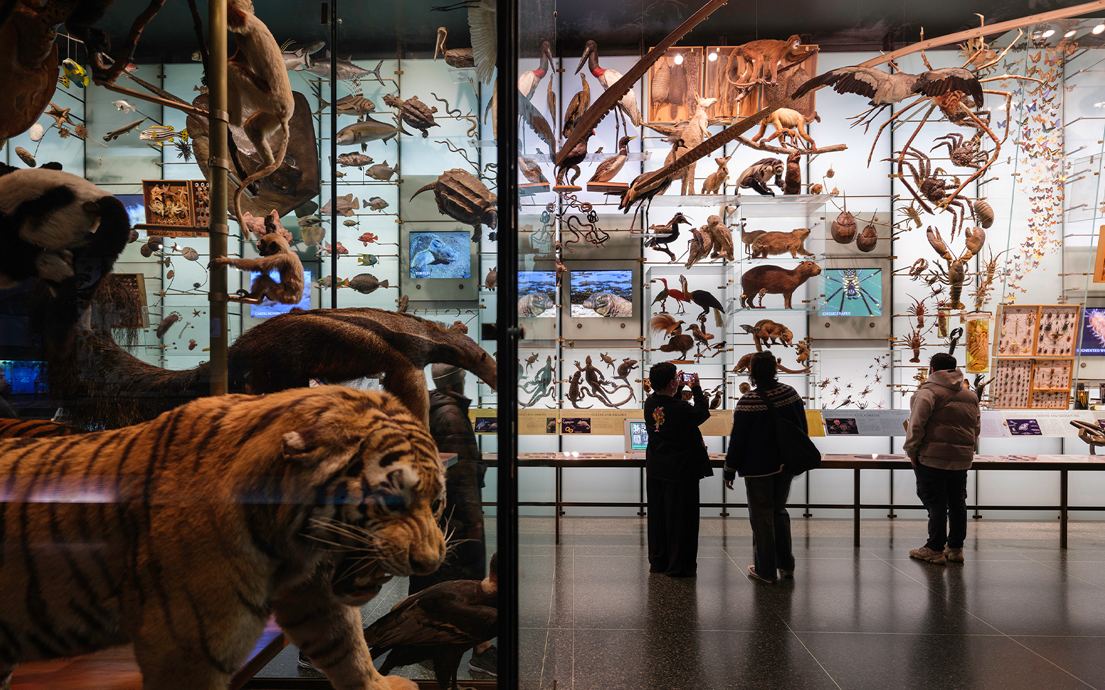 Hall of Biodiversity exhibit at American Museum of Natural History, New York City.