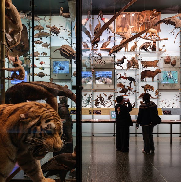 A First Timer’s Guide To The American Museum Of Natural History New York (AMNH)