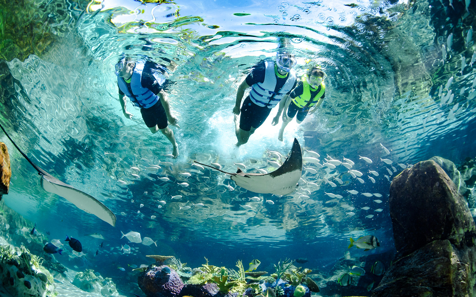 Snorkelers swimming with rays and fish at Discovery Cove Orlando.