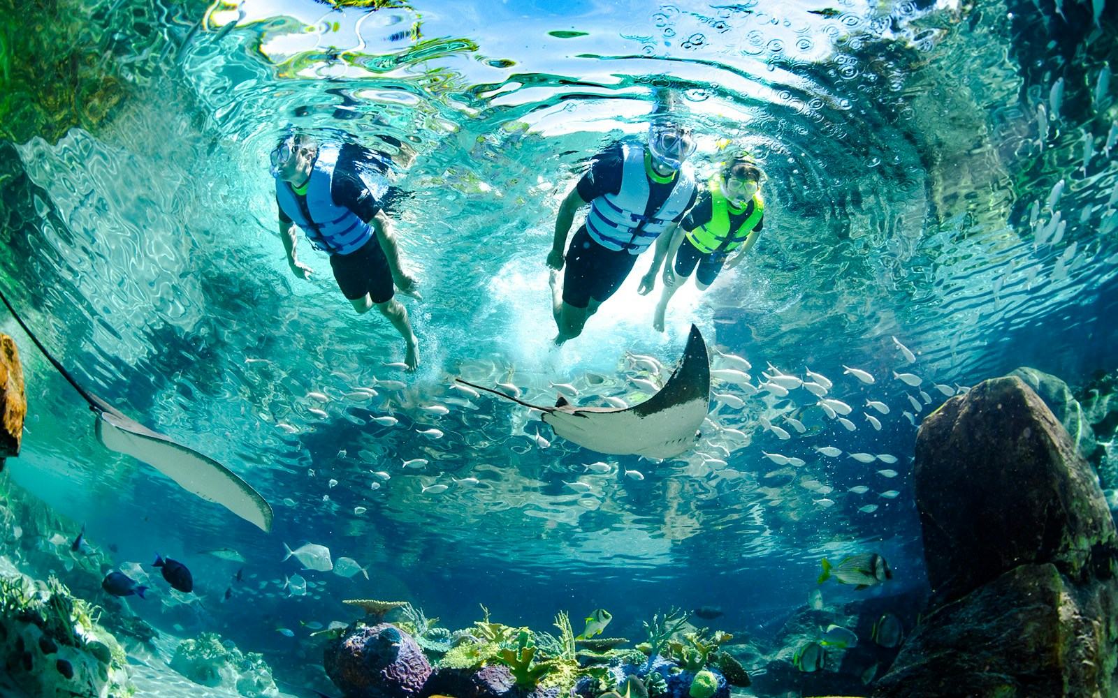 Snorkelers swimming with rays and fish at Discovery Cove Orlando.