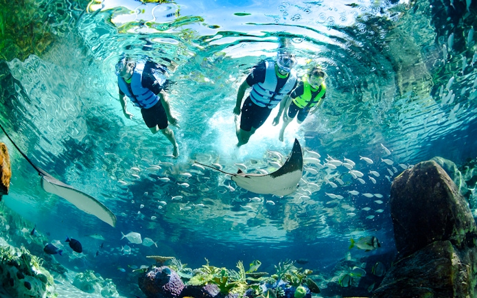 Snorkelers swimming with rays and fish at Discovery Cove Orlando.