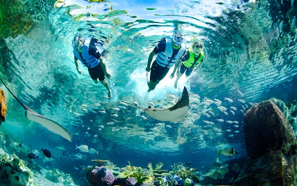 Snorkelers swimming with rays and fish at Discovery Cove Orlando.