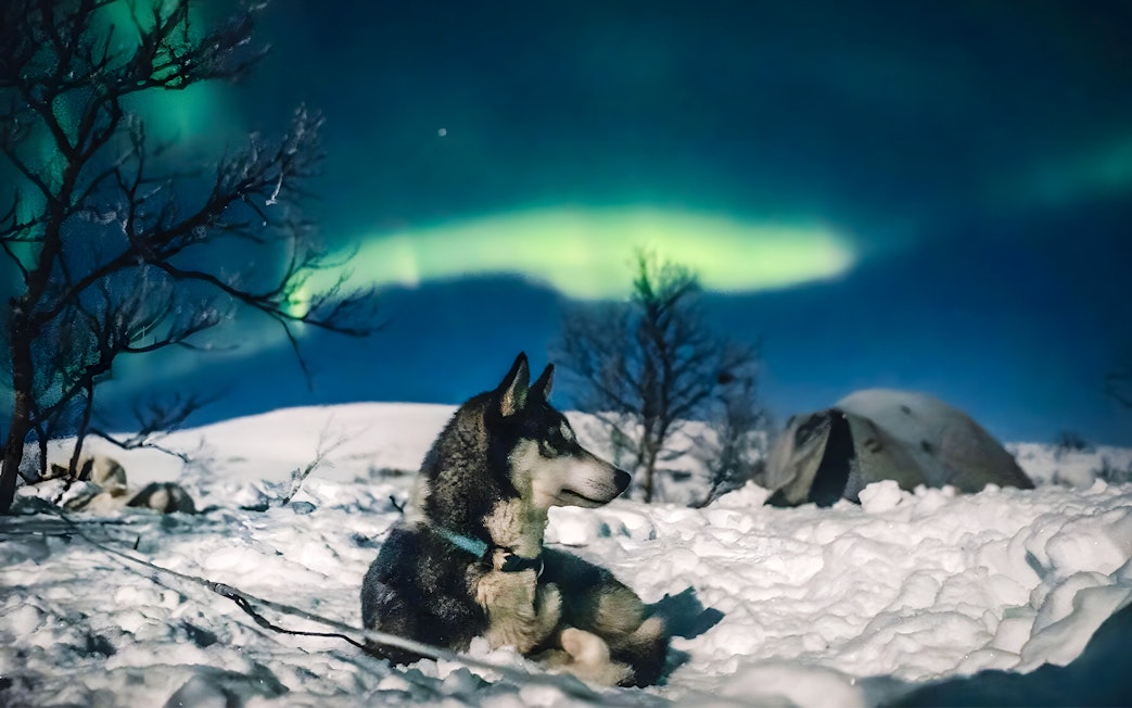 Sled dog resting in snowy landscape under Northern Lights, Rovaniemi.