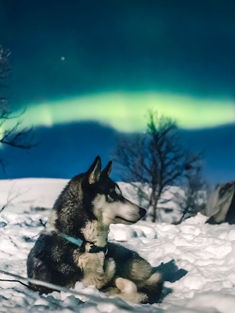 Sled dog resting in snowy landscape under Northern Lights, Rovaniemi.