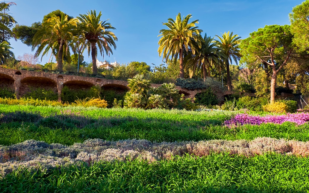 Park Guell's Gardens of Austria with palm trees and vibrant greenery in Barcelona, Spain.