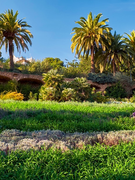 Park Guell's Gardens of Austria with palm trees and vibrant greenery in Barcelona, Spain.