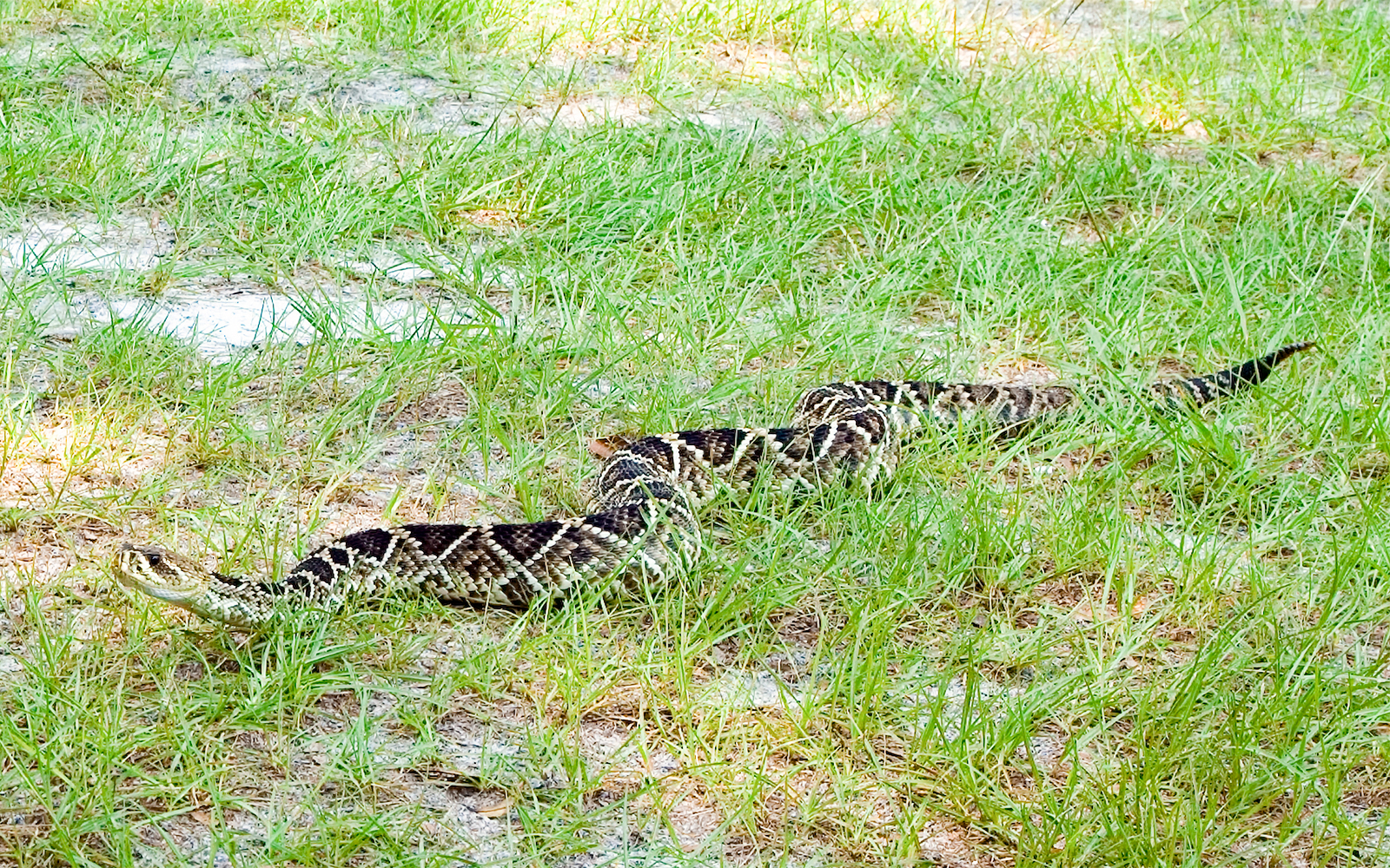 Eastern diamondback rattlesnake crawling in grass at Everglades National Park.