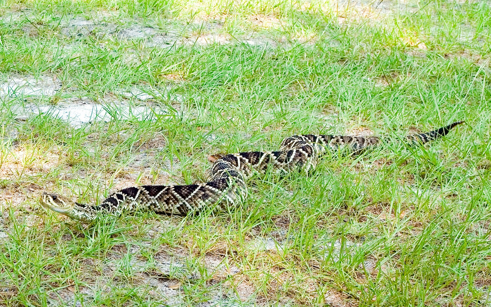 Eastern diamondback rattlesnake crawling in grass at Everglades National Park.