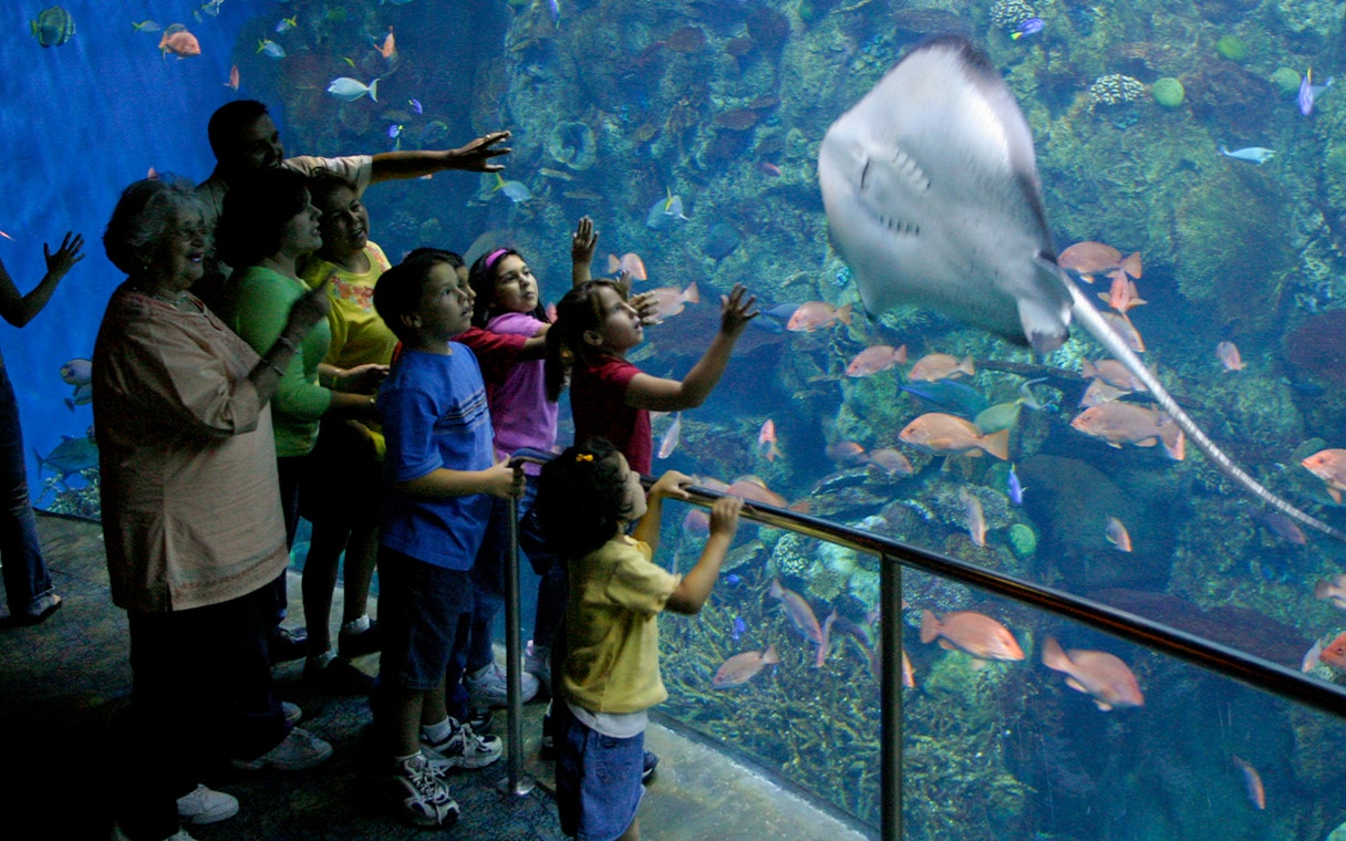 Family watching stingray at Aquarium of the Pacific, Long Beach.