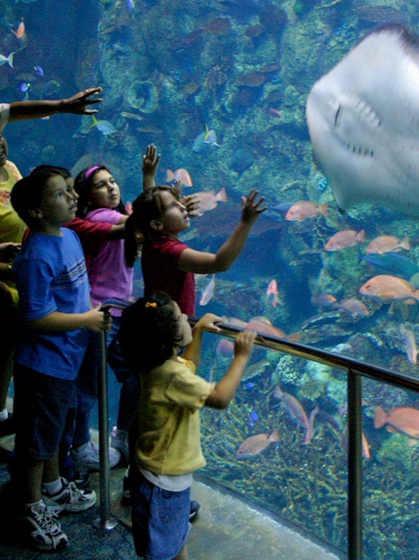 Family watching stingray at Aquarium of the Pacific, Long Beach.