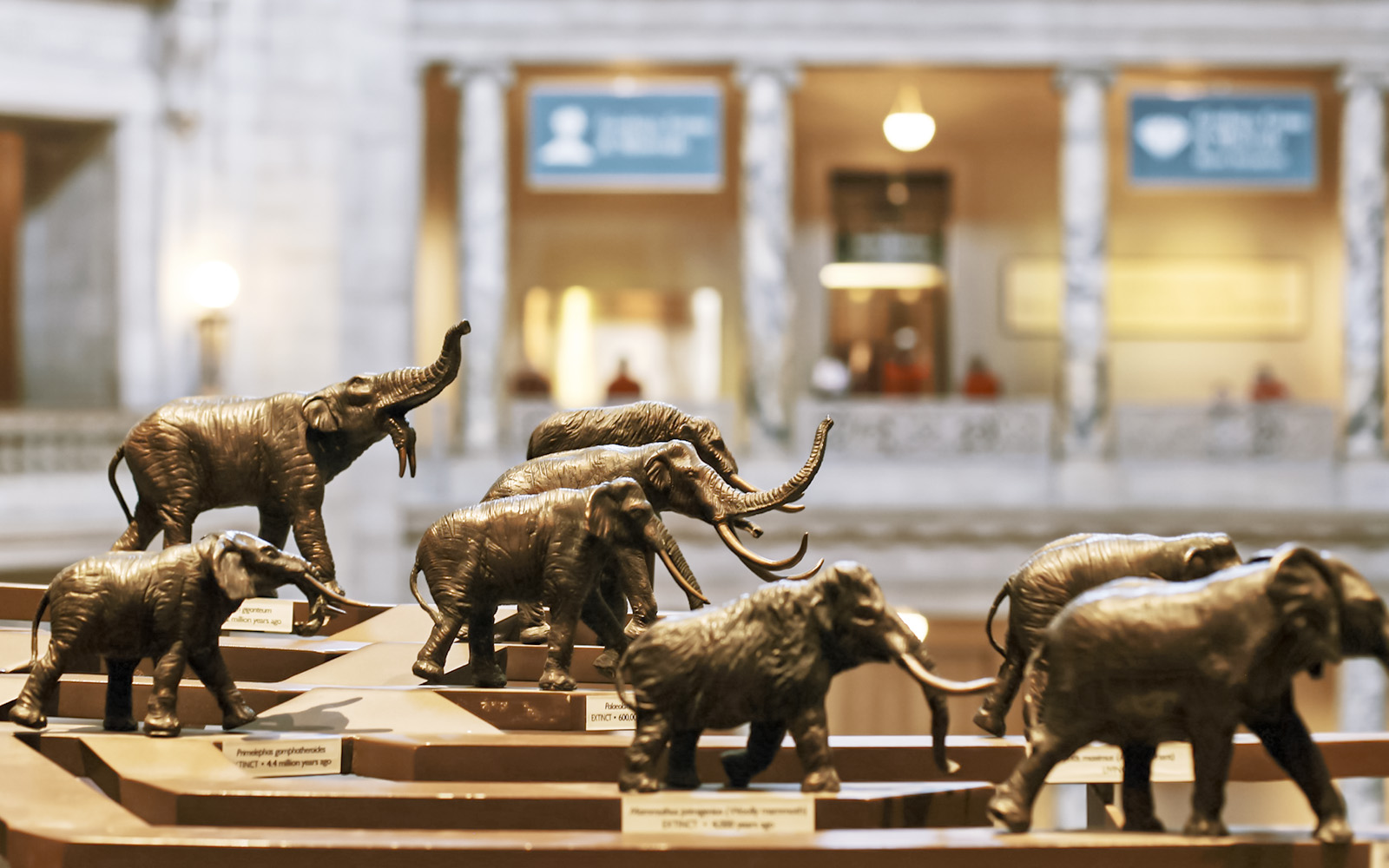 Elephant and mammoth models at Smithsonian National Museum of Natural History.