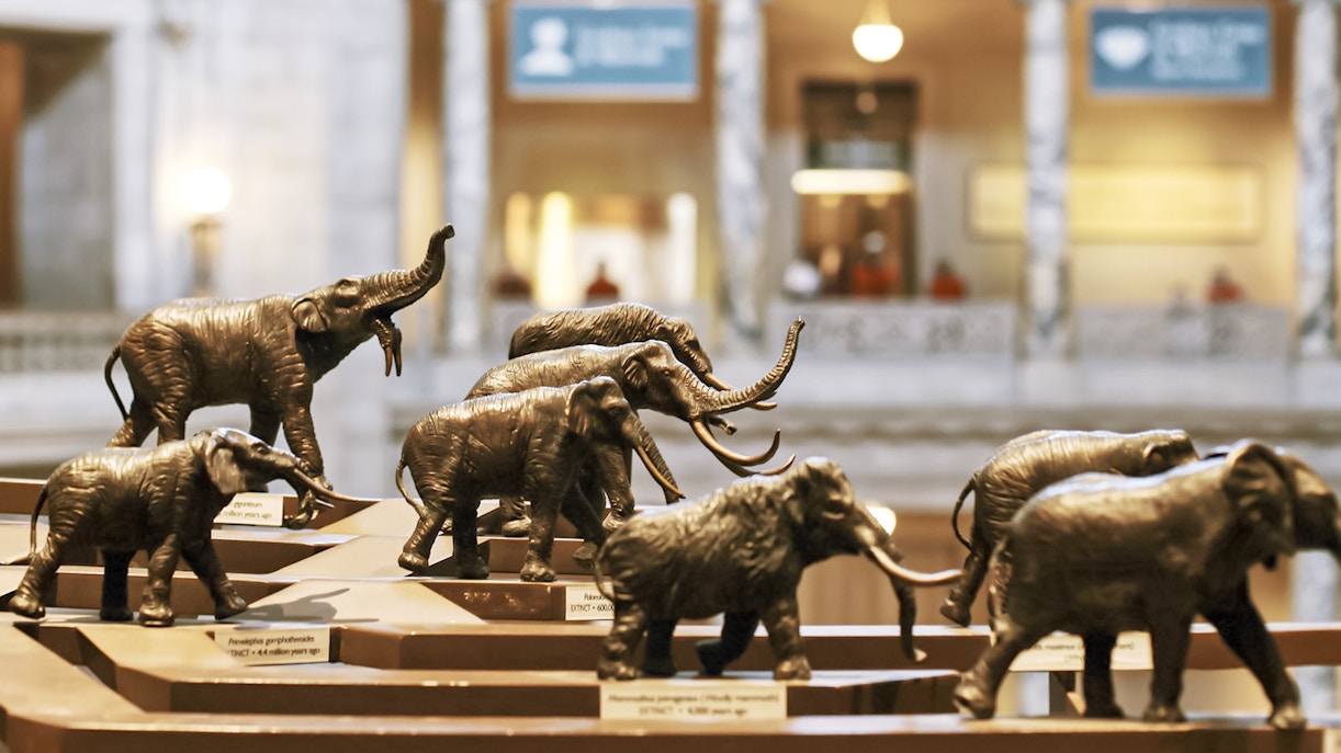 Elephant and mammoth models at Smithsonian National Museum of Natural History.