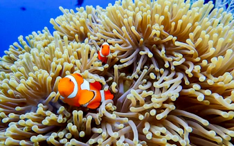 usat liberty shipwreck & coral garden beginner dives with private guide and round-trip hotel transfers-1