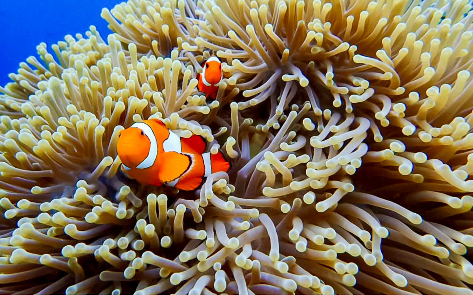 USAT Liberty Shipwreck & Coral Garden Beginner Dives with Private Guide and Round-Trip Hotel Transfers