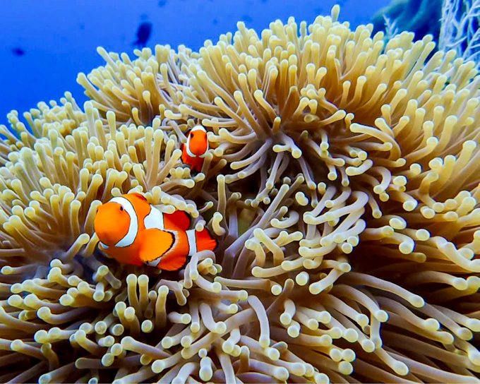 USAT Liberty Shipwreck & Coral Garden Beginner Dives with Private Guide and Round-Trip Hotel Transfers