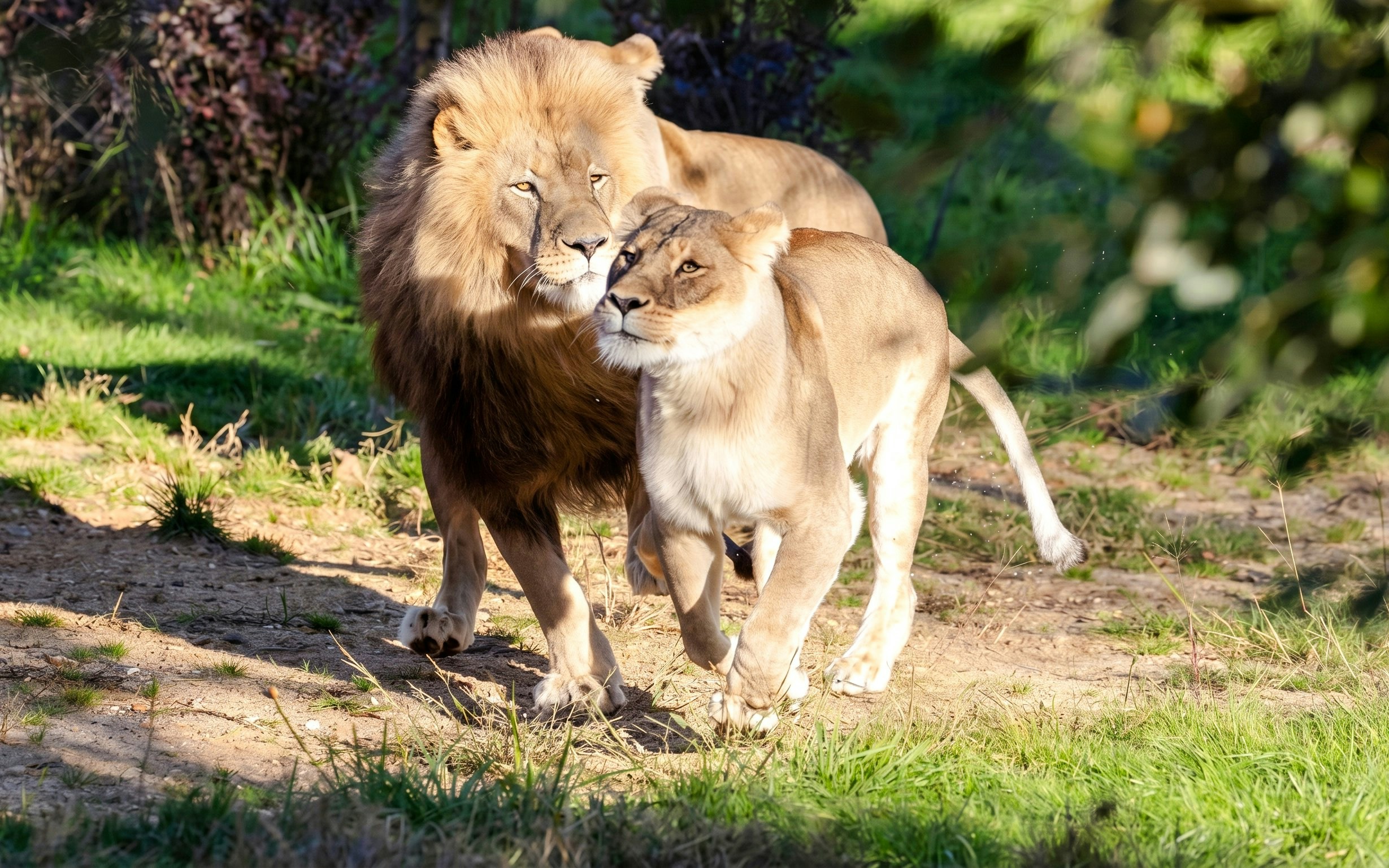 Lions walking together at ZooParc de Beauval, France.