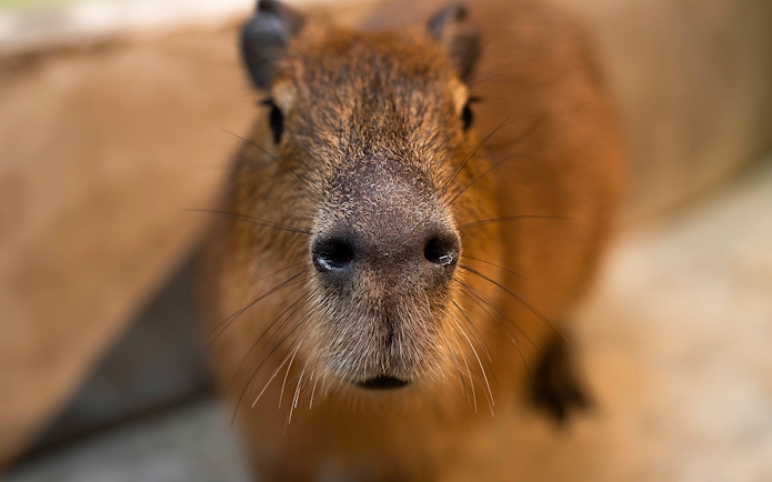 Capybara close-up at Just Farm by Just Pets Megastore.