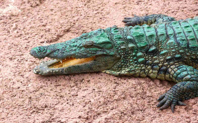 Crocodile resting on rocky surface at Agadir Crocoparc.