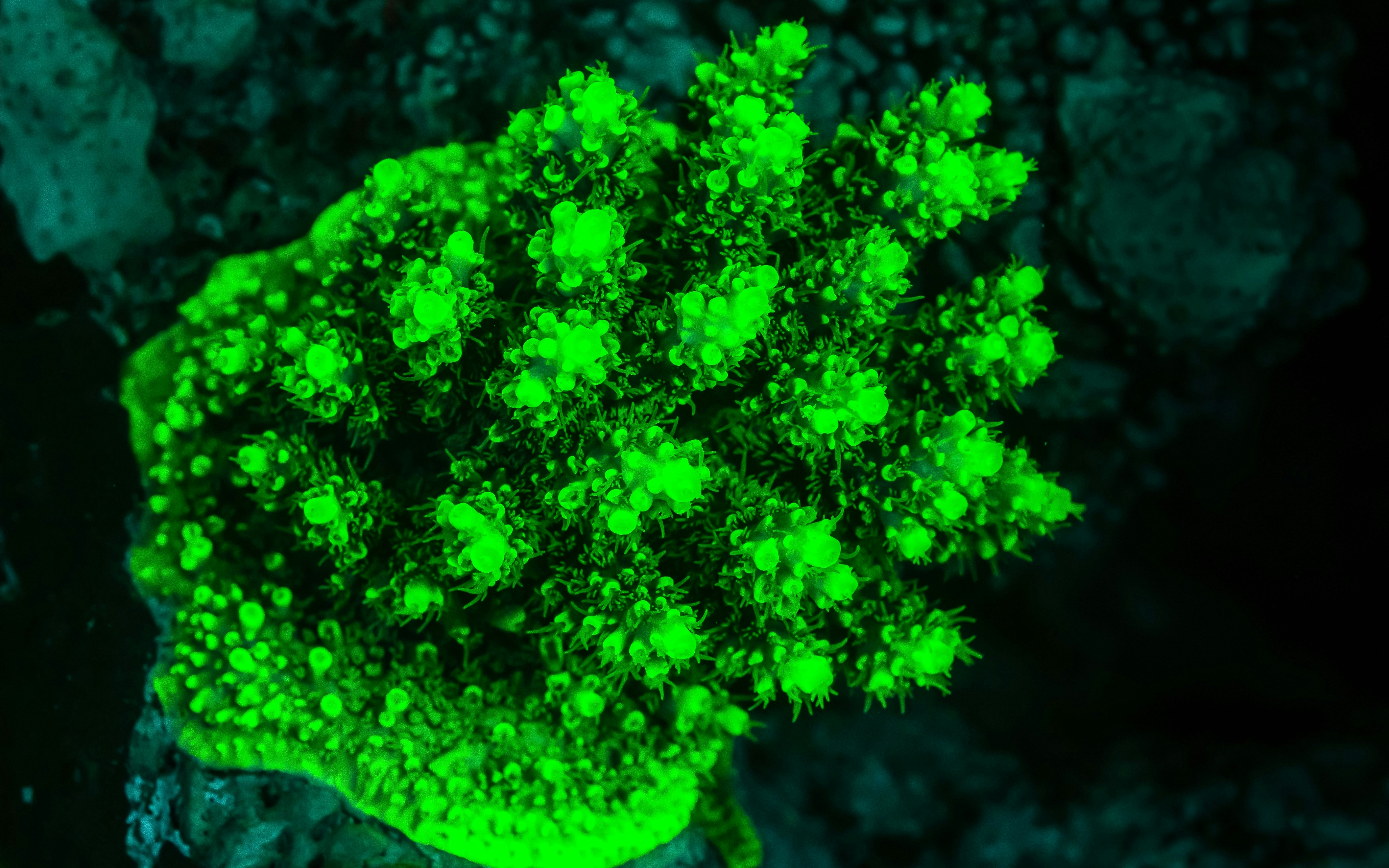 Glowing coral under blacklight in a marine environment.