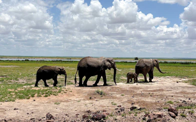 Elephants walking in Amboseli National Park, Kenya, with a scenic backdrop.