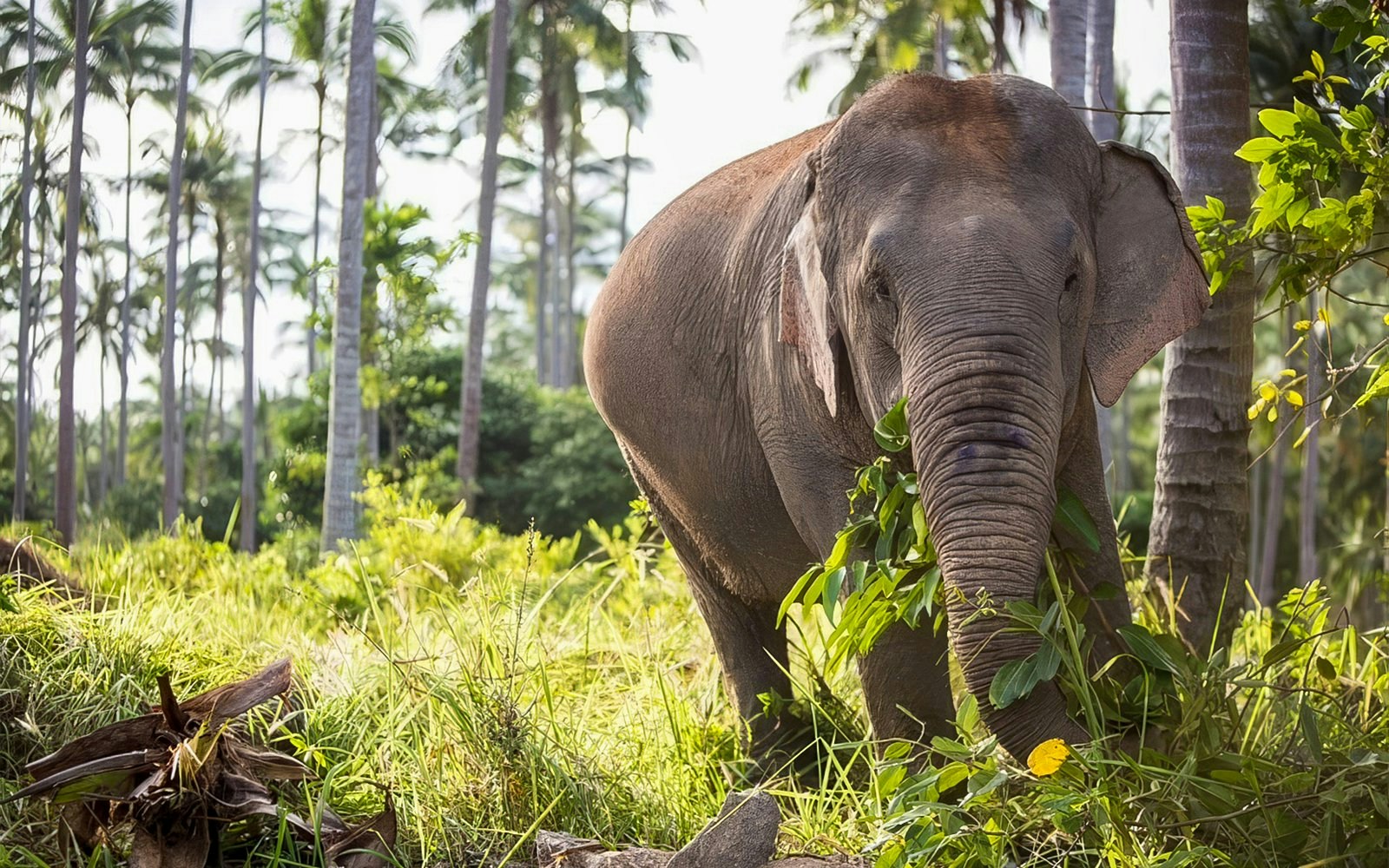 Elephant in lush greenery at Jungle Sanctuary, Koh Samui.