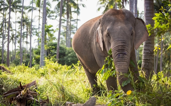 Elephant in lush greenery at Jungle Sanctuary, Koh Samui.