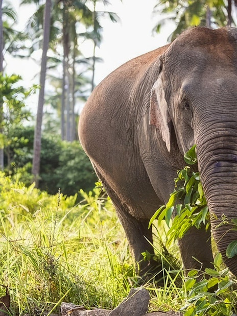 Elephant in lush greenery at Jungle Sanctuary, Koh Samui.