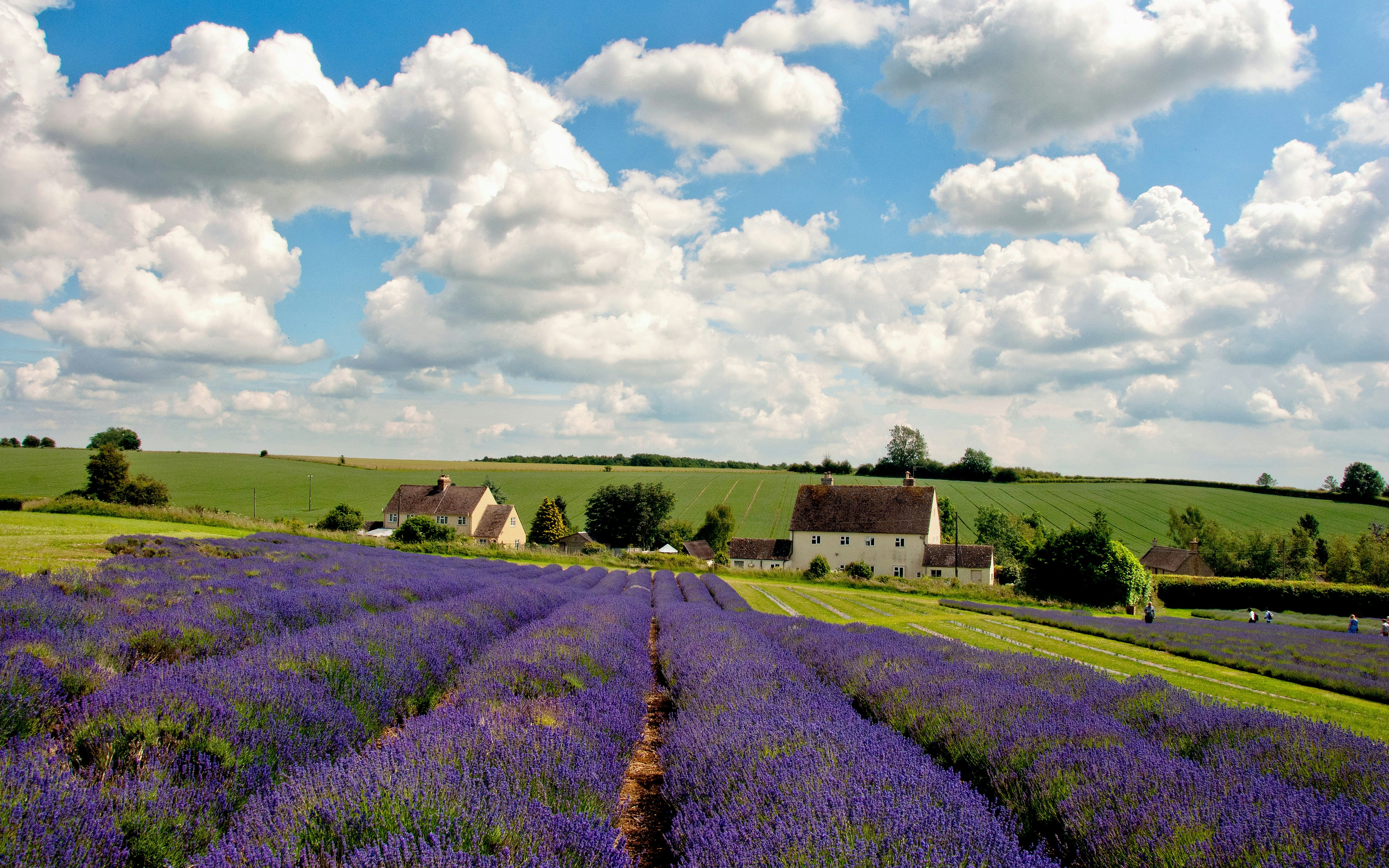 Lavender fields in summer, Cotswolds, Worcestershire, England with cottages in the background.