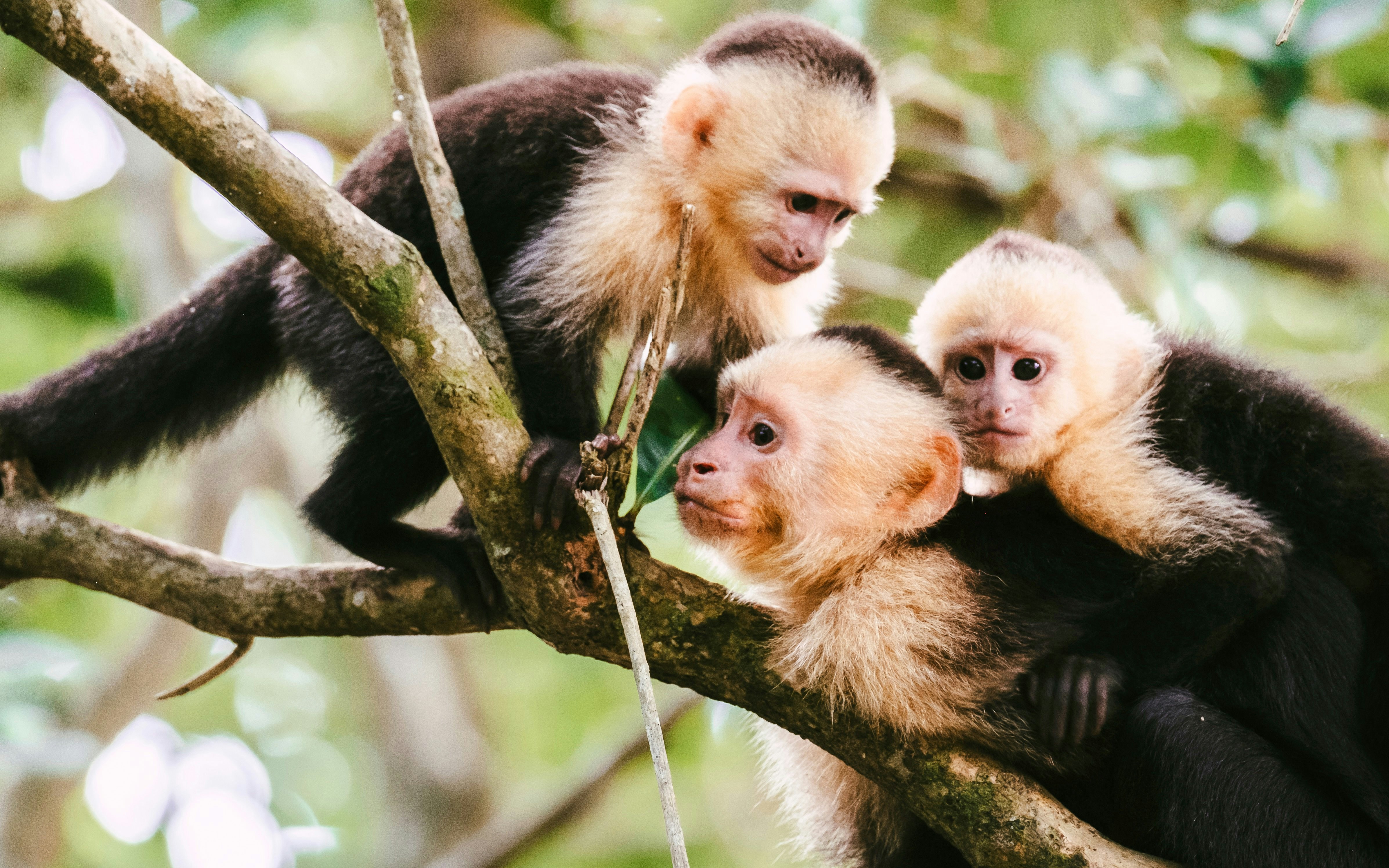 Capuchin monkeys on a tree branch at Edinburgh Zoo.