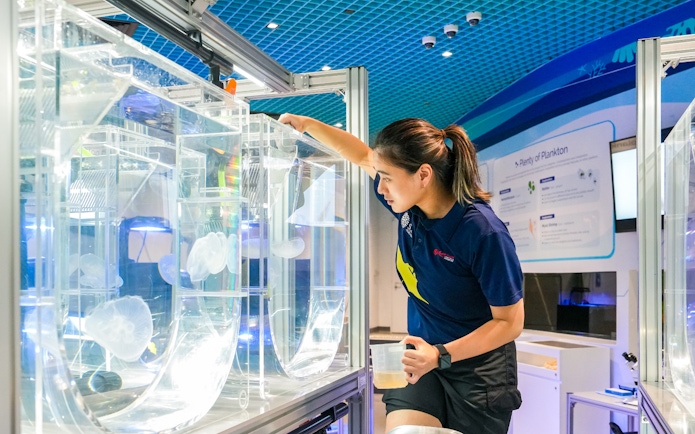Aquarist tending to jellyfish tanks at S.E.A Aquarium Singapore.
