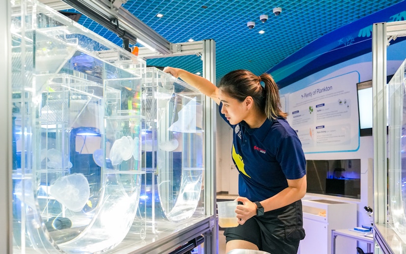 Aquarist tending to jellyfish tanks at S.E.A Aquarium Singapore.