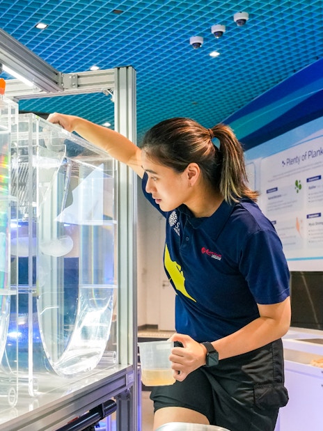Aquarist tending to jellyfish tanks at S.E.A Aquarium Singapore.