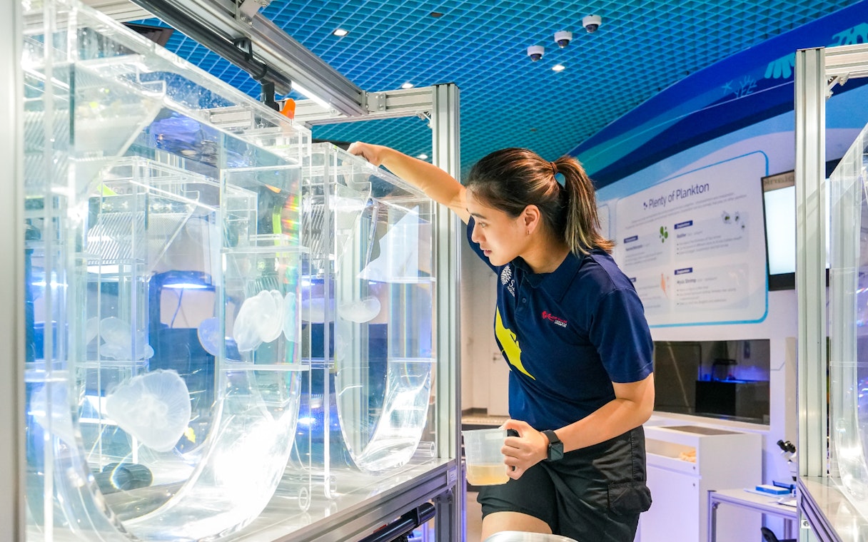 Aquarist tending to jellyfish tanks at S.E.A Aquarium Singapore.