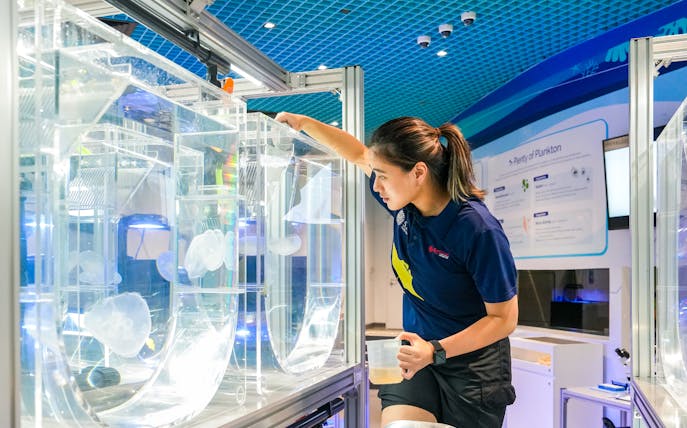 Aquarist tending to jellyfish tanks at S.E.A Aquarium Singapore.