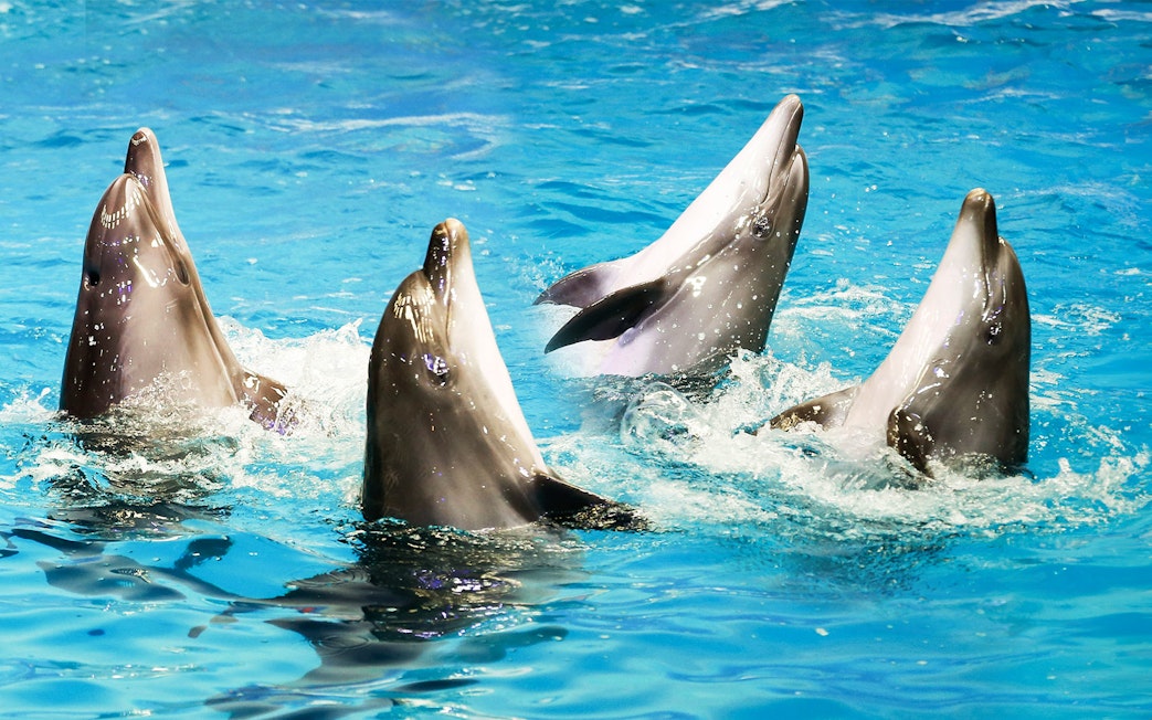 Dolphins performing at Dubai Dolphinarium show.