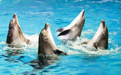 Dolphins performing at Dubai Dolphinarium show.