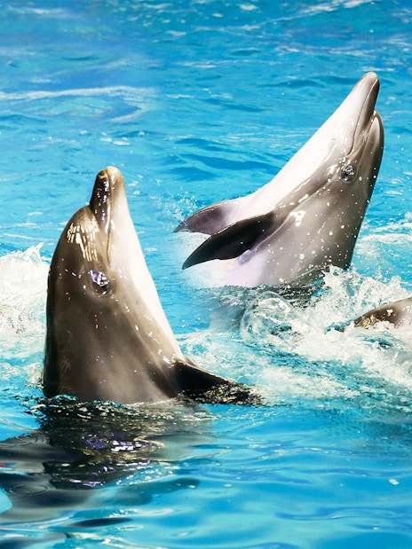 Dolphins performing at Dubai Dolphinarium show.