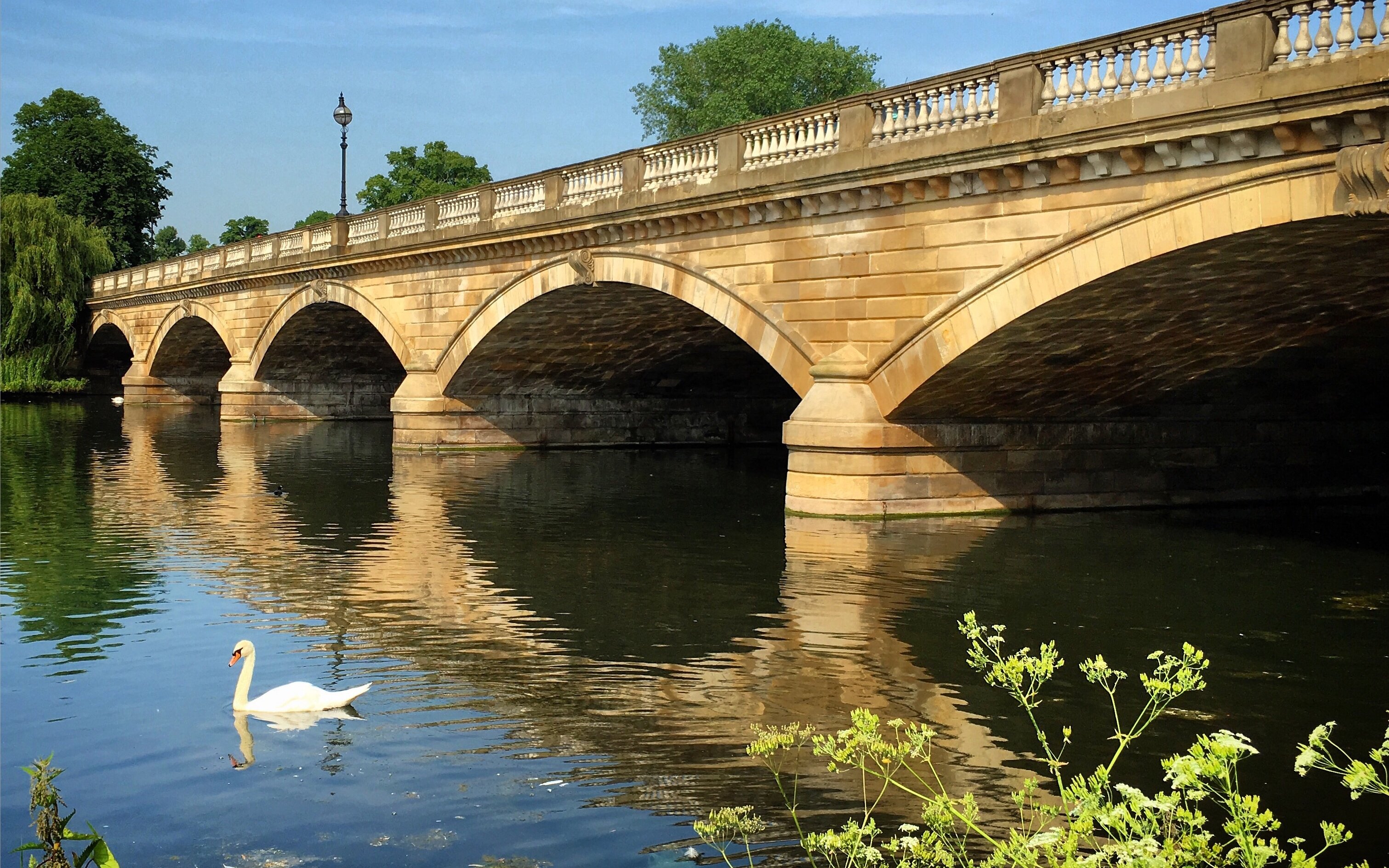 Swan swimming near a bridge on The Serpentine Lake, Hyde Park, London.